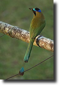 DiadÃ©m motmot