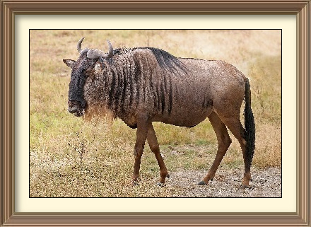gnÃº antilop
