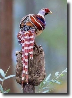 pheasant