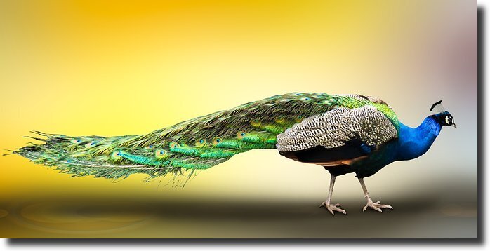 peacock