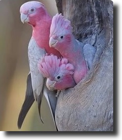 pink parrot
