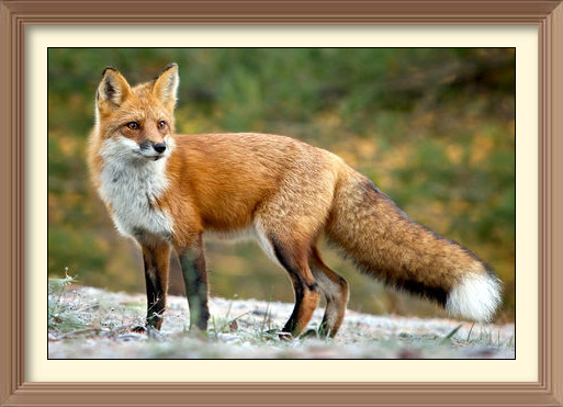red fox