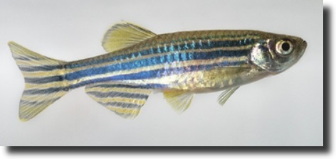 zebrafish
