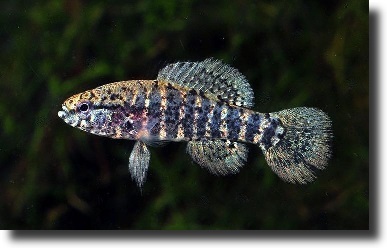 Carolinai naphal