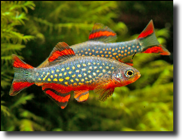 Celestial pearl danio