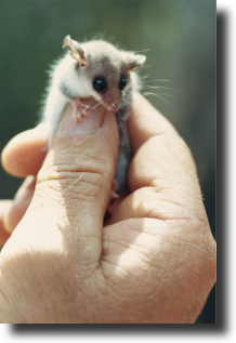 pygmy possum
