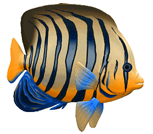 big fish