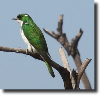 Chrysococcyx klaas