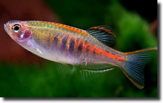 Danio choprai