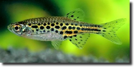 Danio tinwini