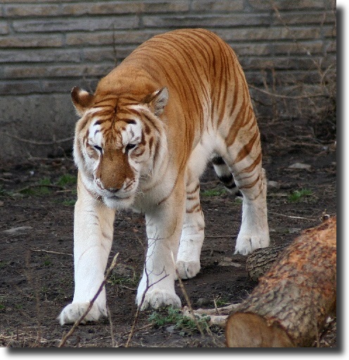 aranytigris
