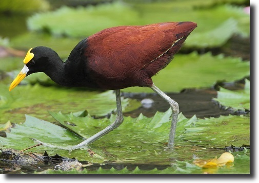 Jacana spinosa