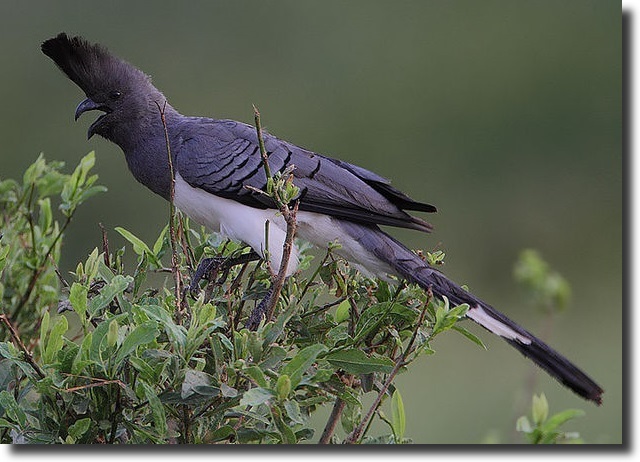 Corythaixoides leucogaster