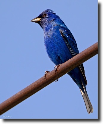 Indigo Bunting (Passerina cyanea