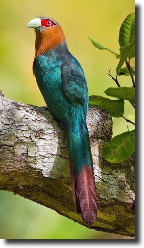 Malkoha (Phaenicophaeus