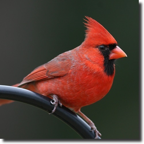 northern_cardinal