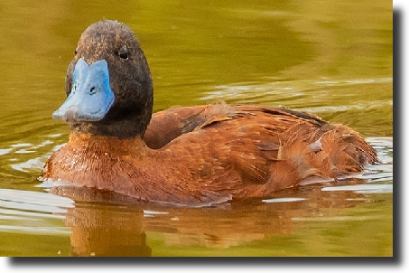 Oxyura vittata