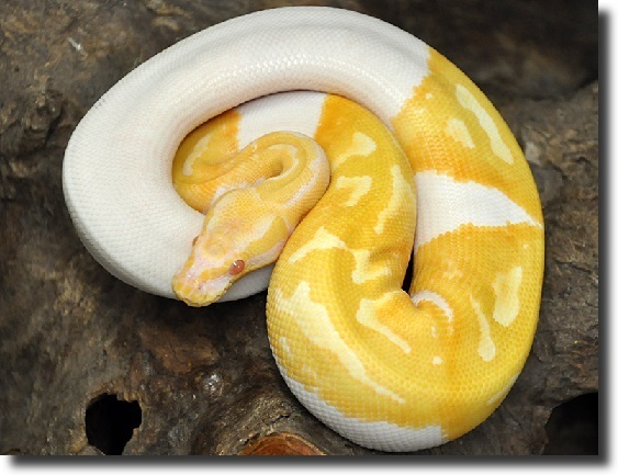 piebald piton