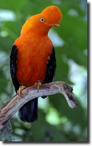 Rupicola_peruviana