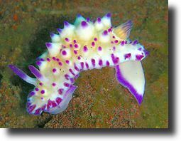 Mexichromis_multituberculata