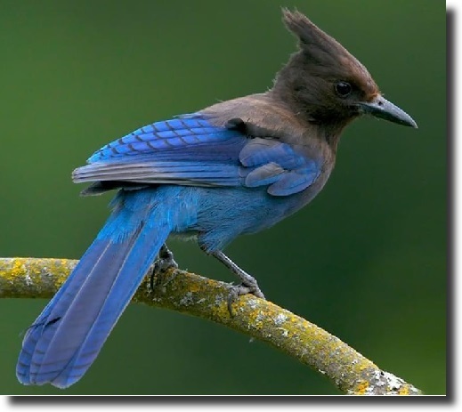 Steller Jay