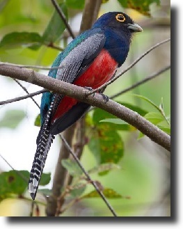 amazon-trogon