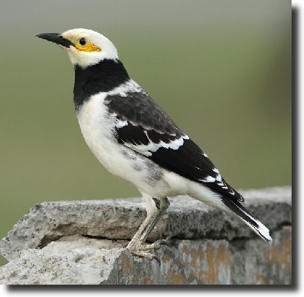 Black-collared Starling (Gracupica nigricollis)