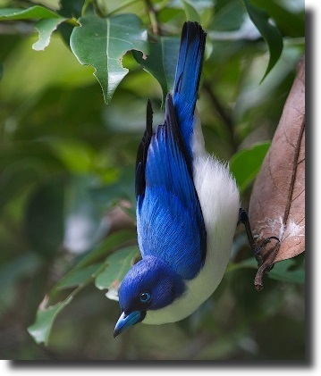 Blue Vanga - Cyanolanius madagascarinus