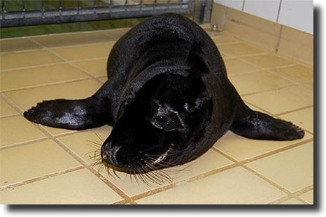 melanistic-black-seal