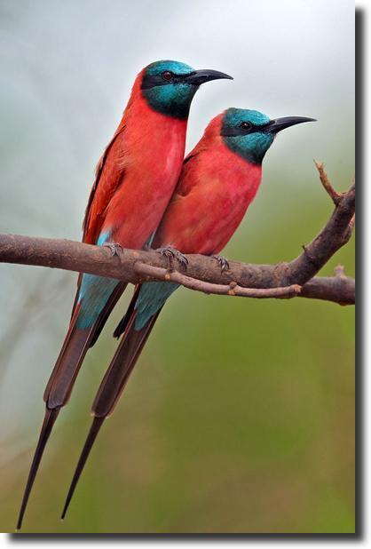 Merops nubicus (in Clipart)