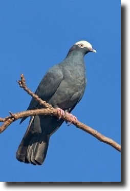 Patagioenas leucocep