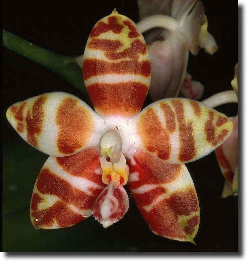 Phalaenopsis Amboinensis