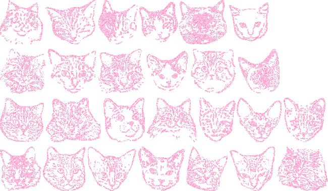 heads of cats