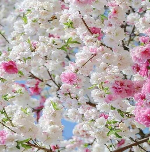 Cherry Blossom Background