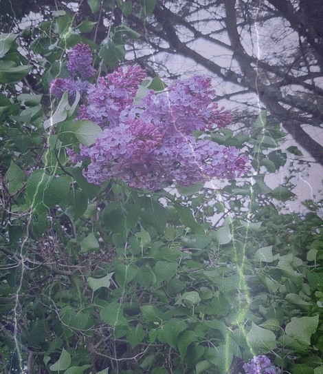 Lilacs & lightning