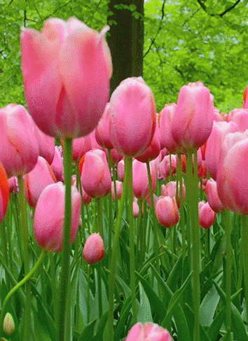 pink tulips