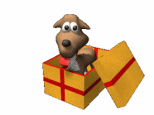 dog in box