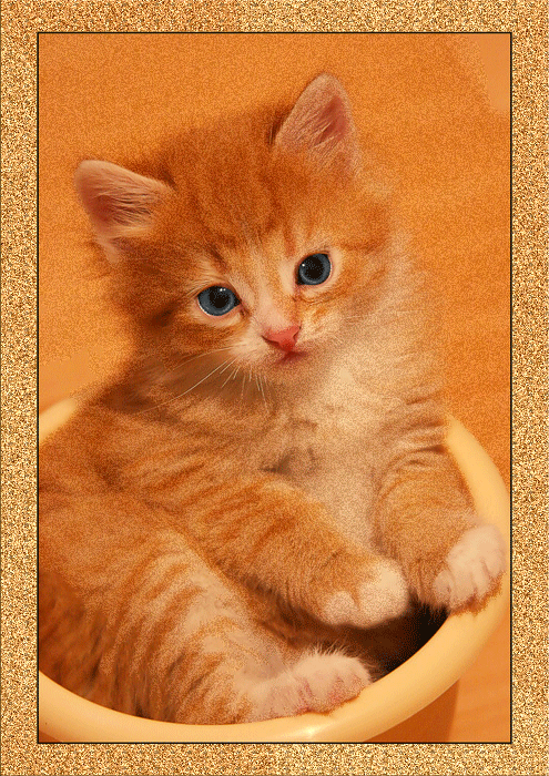 kitty