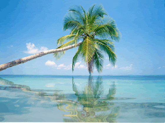 palm