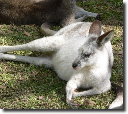 albino kangaroo
