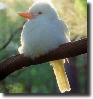 albino kookaburra
