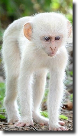 albino monkey