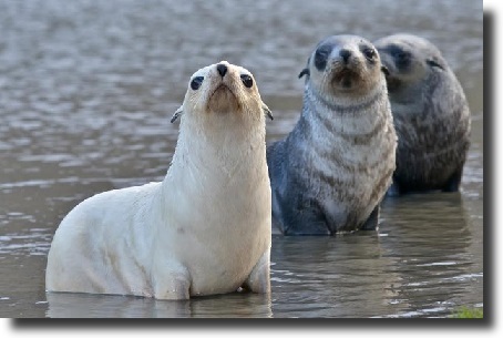 albino phoca