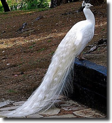 albino peacock