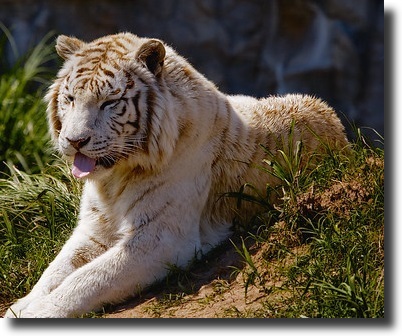 gold tiger