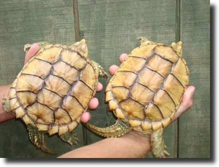 albino turtles