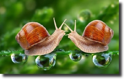 brown snails