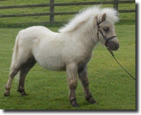 pony