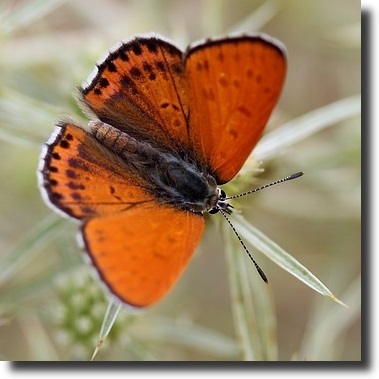 red butterfly