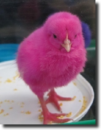 pink chick